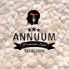 Annuum Premium Seed Selection