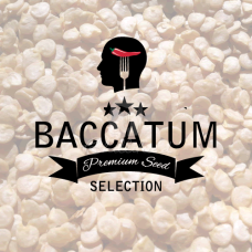 Baccatum Premium Seed Selection