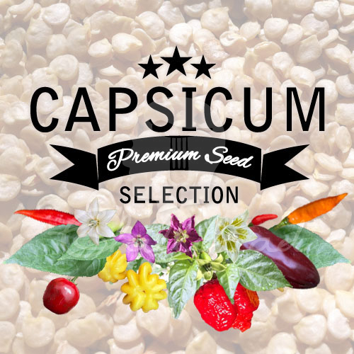 Capsicum Premium Seed Selection