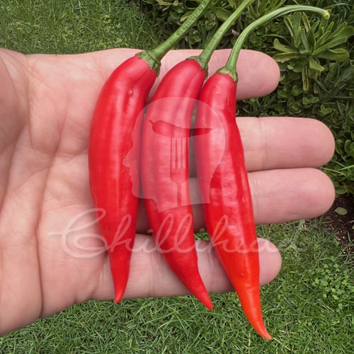 Dedo de Moça Chilli Seeds