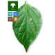 Cercospora (Frogeye) Leaf Spot