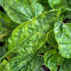 Can my diseased chilli plant be cured?