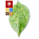 Mosaic Virus