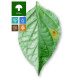 Powdery Mildew