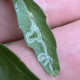 Leaf Miners