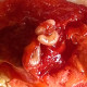 Pepper Maggots