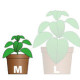 The Importance of Container Size for Chilli Plants