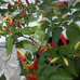 Tabasco Chilli Seeds
