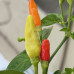Tabasco Chilli Seeds