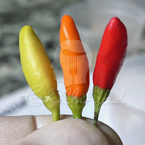 Tabasco Chilli Seeds