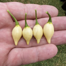 Biquinho Branco Chilli Seeds