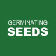 Germinating my chilli seeds