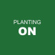 Planting on my chilli seedlings