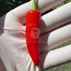 Costeno Rojo Chilli Seeds