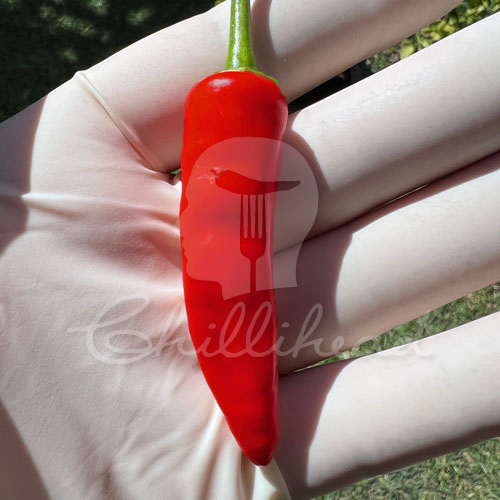 Costeno Rojo Chilli Seeds