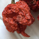 Dried Chilli Pods