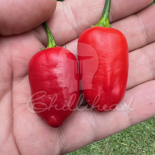 Aji Benito Chilli Seeds
