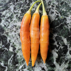 Aji Challuaruro Amarillo Chilli Seeds