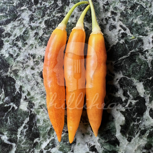 Aji Challuaruro Amarillo (Secluded) Chilli Seeds