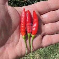 Aji Ethiopian Fire Chilli Seeds
