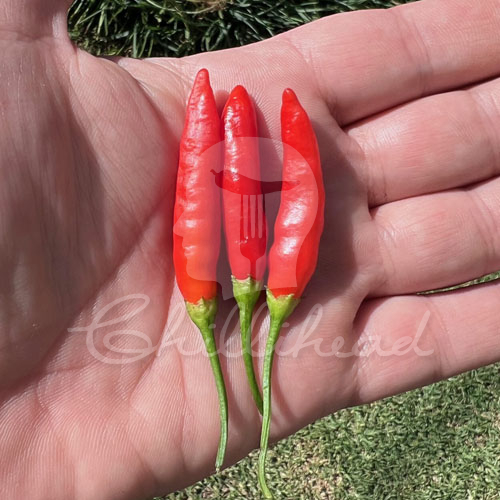 Aji Ethiopian Fire Chilli Seeds