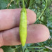 Brigit's Locoto Chilli Seeds