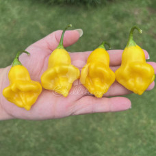 Aji Fantasy Chilli Seeds