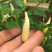 Aji Omnicolor (Secluded) Chilli Seeds