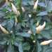 Aji Omnicolor (Secluded) Chilli Seeds
