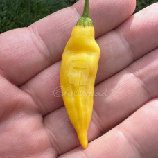 Aji Pineapple Chilli Seeds