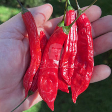Aji Santa Cruz Chilli Seeds