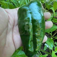 Ancho Gigantea Chilli Seeds