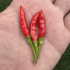 Asian Birdseye Chilli Seeds