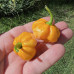 Beth Boyd Scotch Bonnet Chilli Seeds