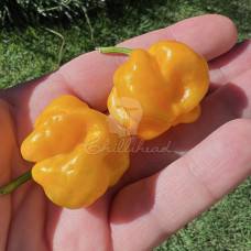 Beth Boyd Scotch Bonnet Chilli Seeds