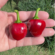 Bola (Secluded) Chilli Seeds