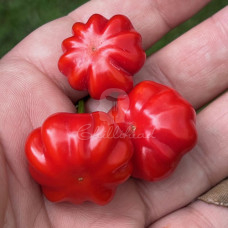 Brazillian Pumpkin Chilli Seeds