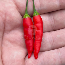 Brigit's Locoto Chilli Seeds