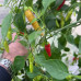 Brigit's Locoto Chilli Seeds