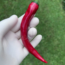 Cornaletto Da Appendere Chilli Seeds