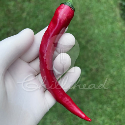 Cornaletto Da Appendere Chilli Seeds