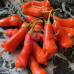 Erotico Chilli Seeds