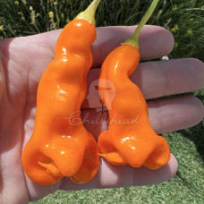 Erotico Chilli Seeds