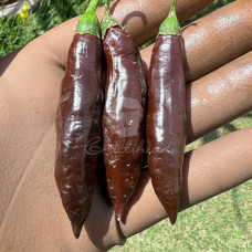 Georgia Black (Secluded) Chilli Seeds