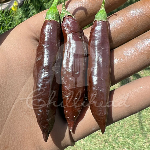 Georgia Black (Secluded) Chilli Seeds