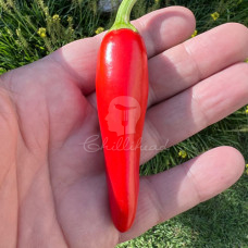 Gochugaru Chilli Seeds