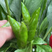 Guarda Cielo Chilli Seeds