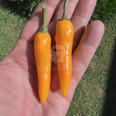 Heatwave Chilli Seeds