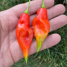Hot Paper Lantern Chilli Seeds