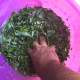 How to make your own Natural Rooting Hormone for your plants